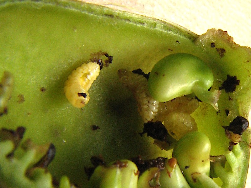 Spiked Wild Indigo photo 3