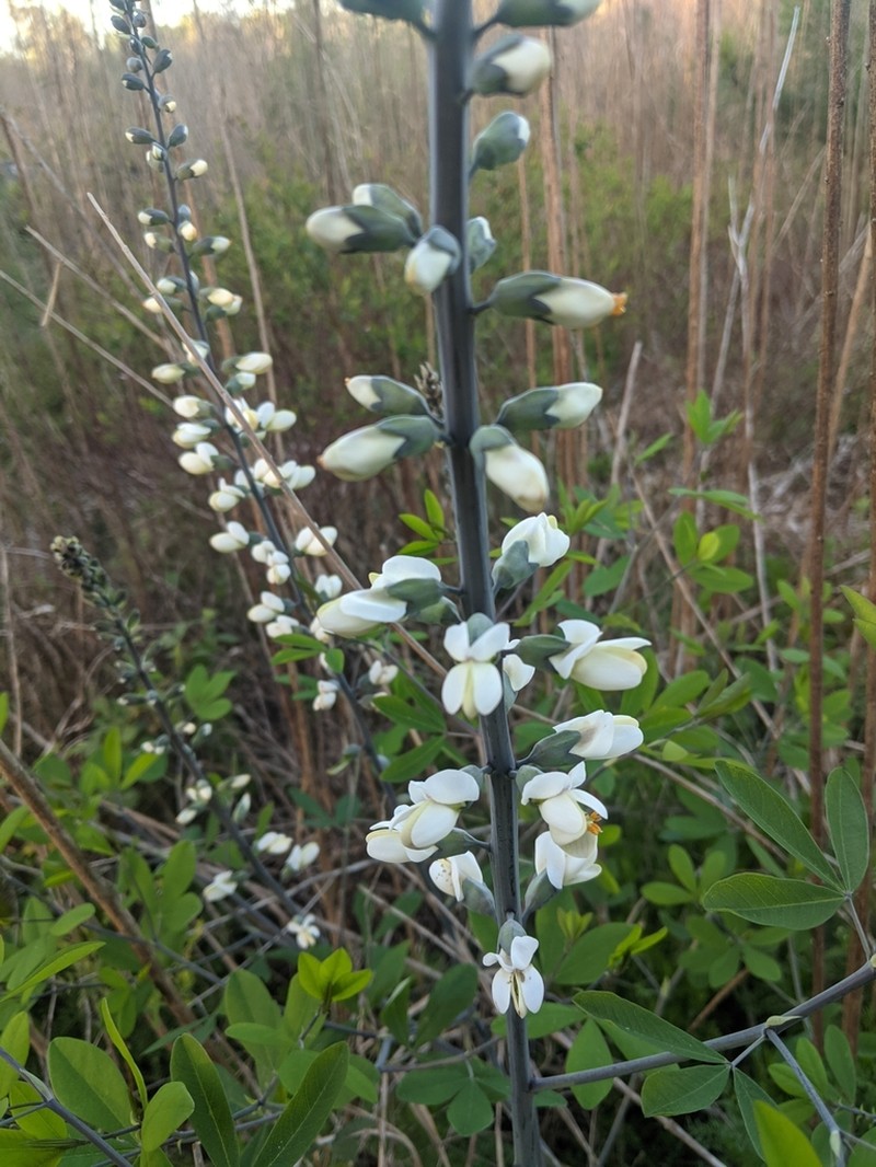 Spiked Wild Indigo photo 5