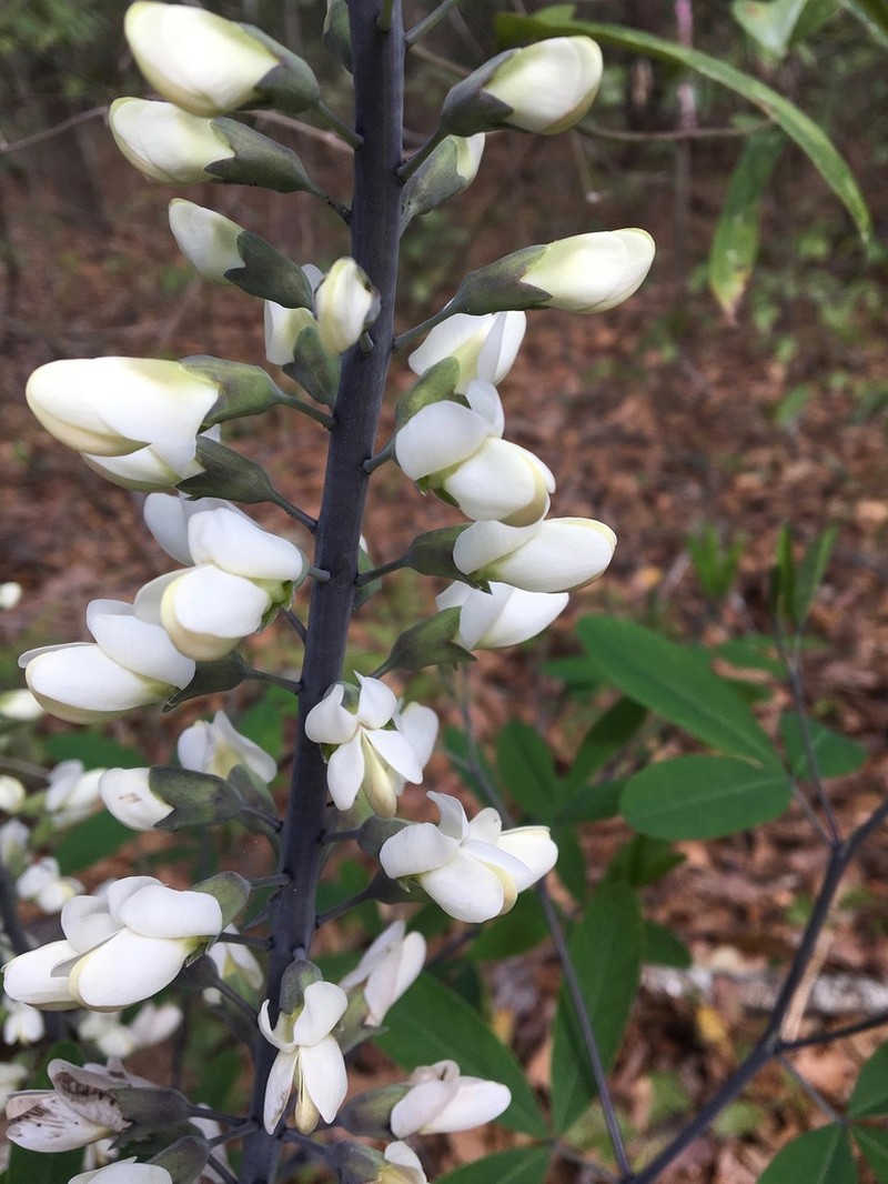 Spiked Wild Indigo photo 6