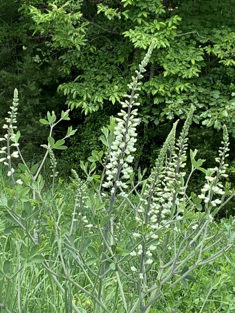 Spiked Wild Indigo photo 7