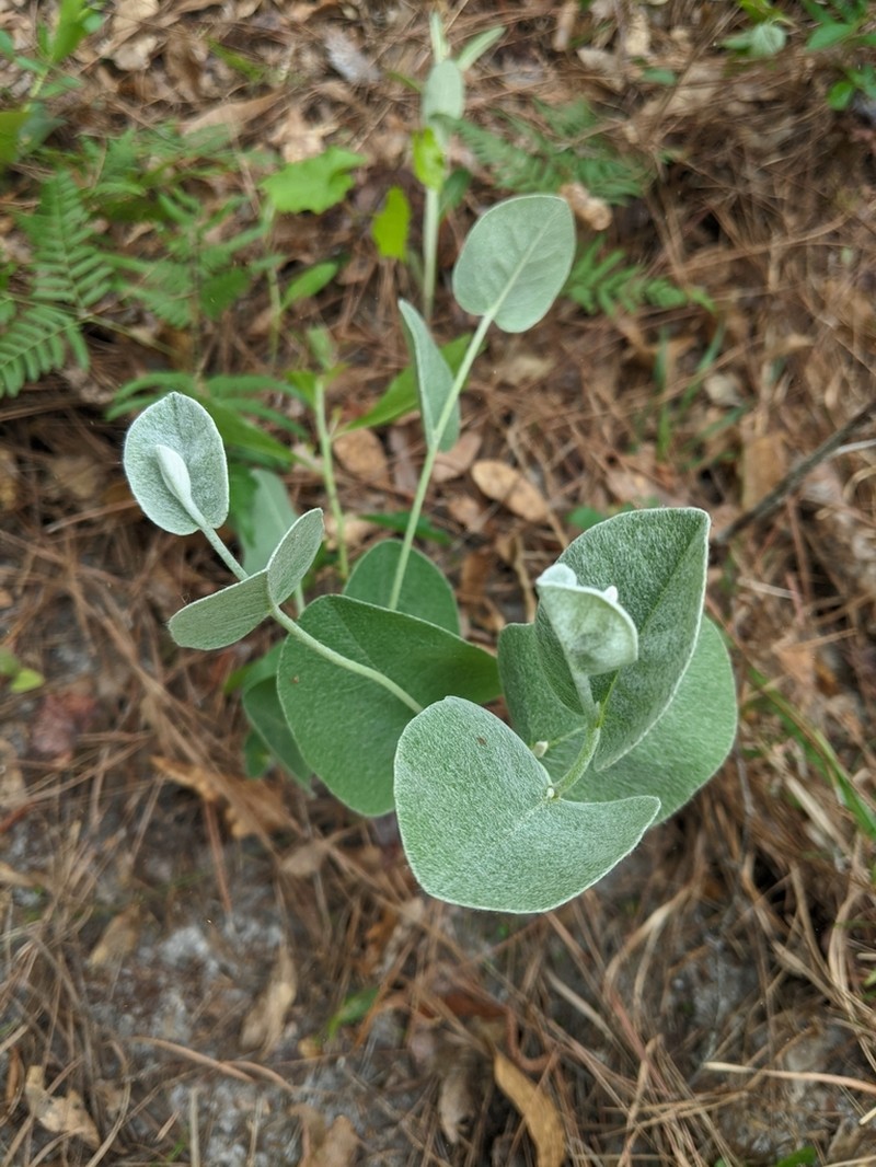 Cobwebby Wild Indigo photo 3