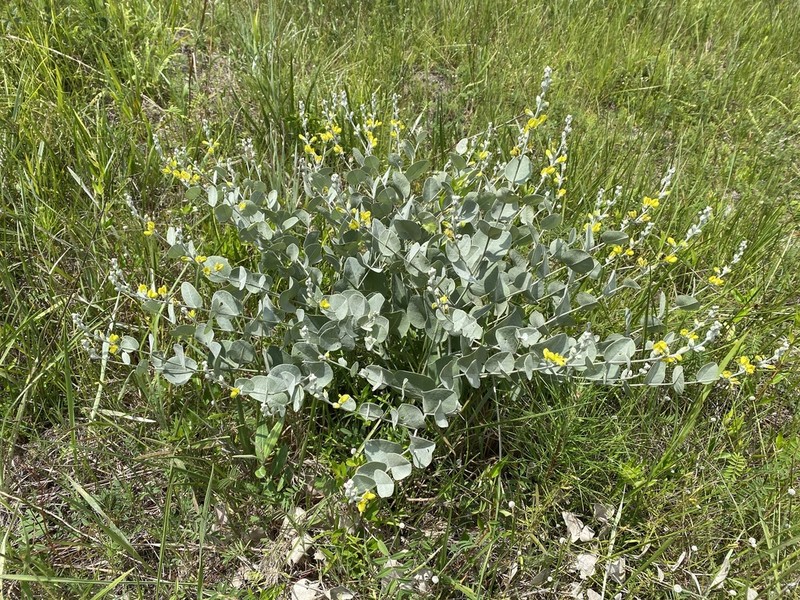 Cobwebby Wild Indigo photo 4