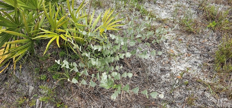 Cobwebby Wild Indigo photo 5