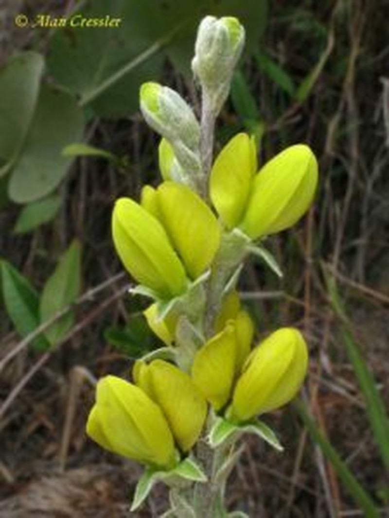 Cobwebby Wild Indigo photo 6