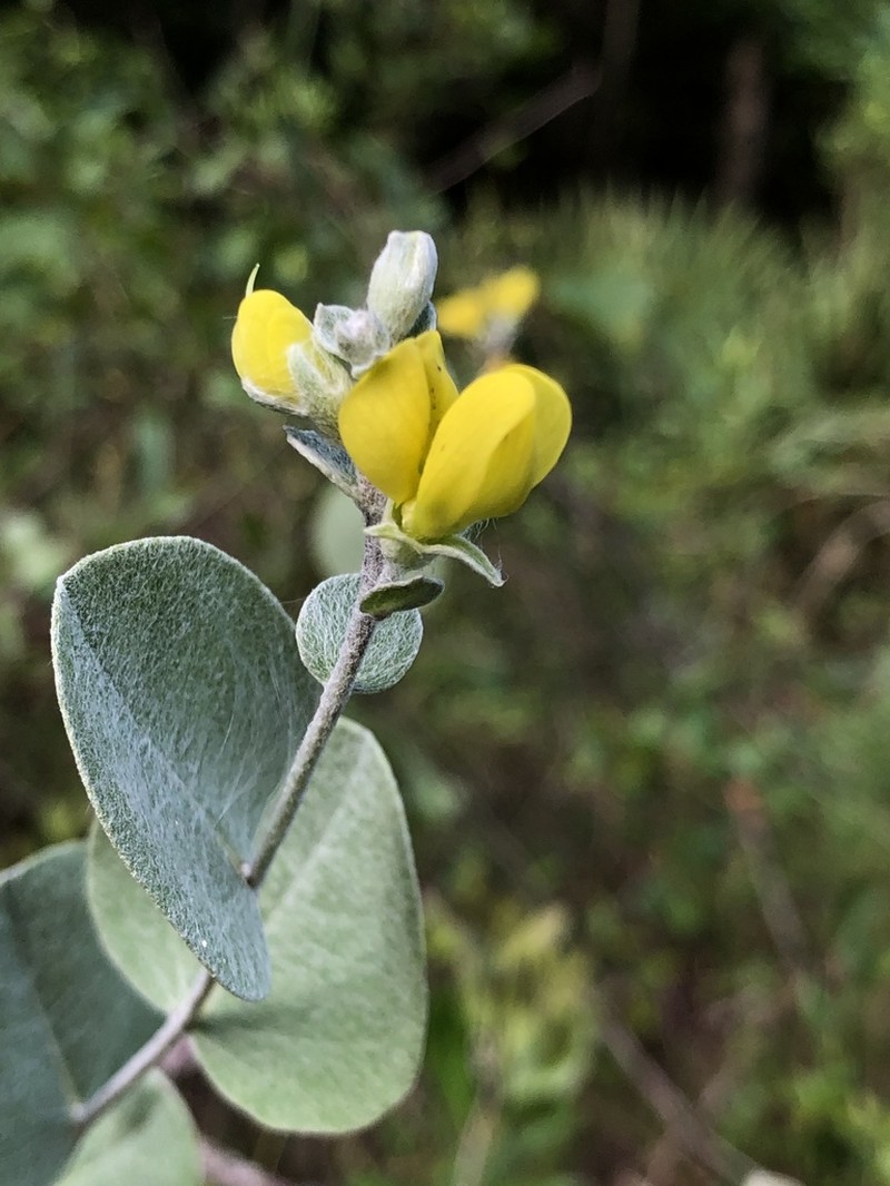 Cobwebby Wild Indigo photo 7