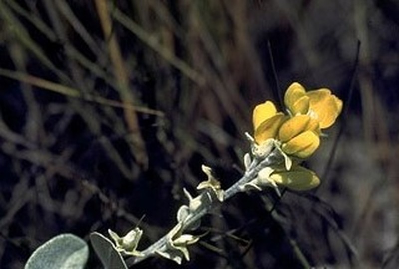 Cobwebby Wild Indigo photo 2