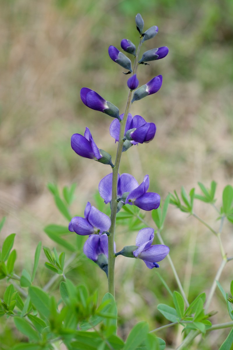 Blue Wild Indigo
