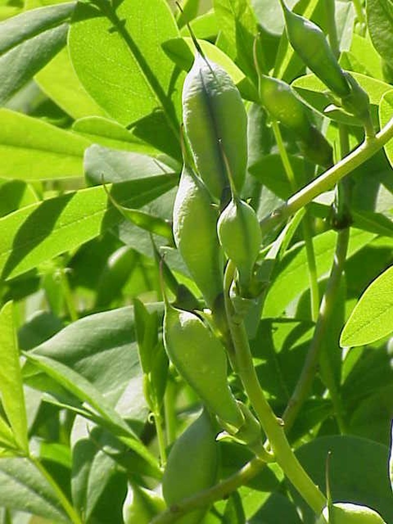 Blue Wild Indigo photo 2