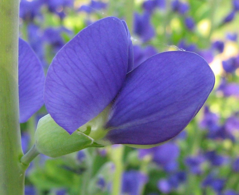 Blue Wild Indigo photo 3