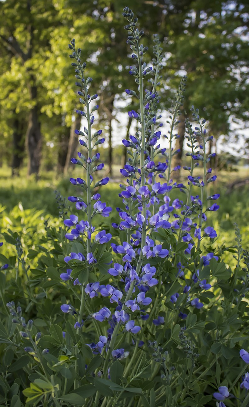 Blue Wild Indigo photo 5