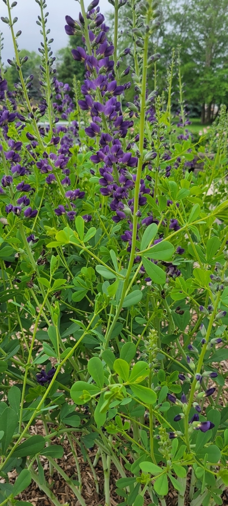 Blue Wild Indigo photo 6