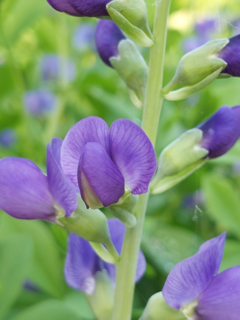 Blue Wild Indigo photo 7