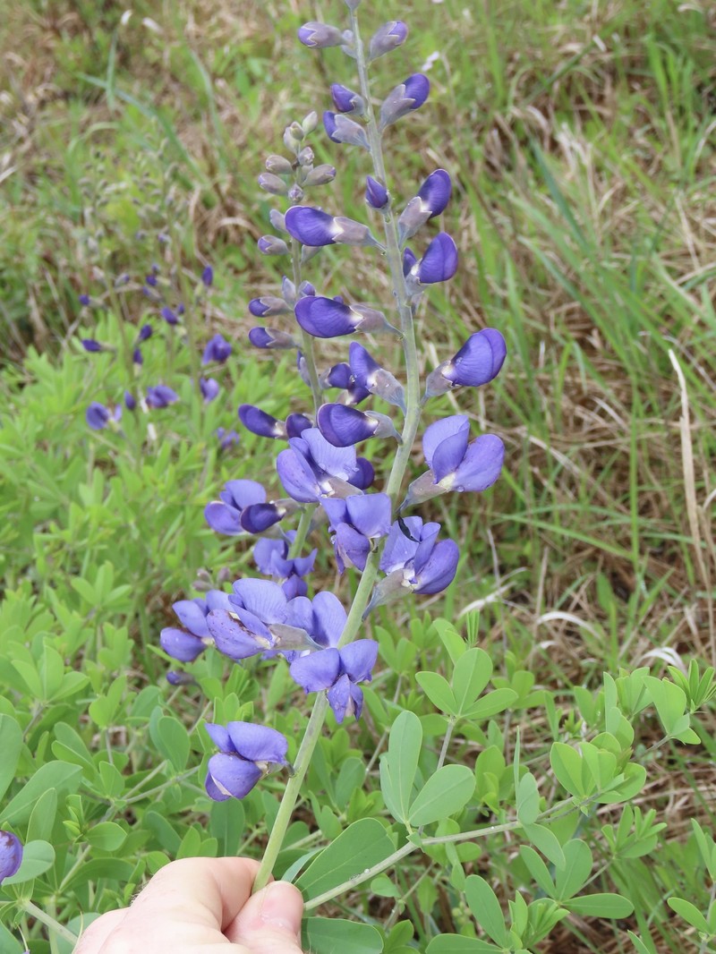 Baptisia australis var. australis