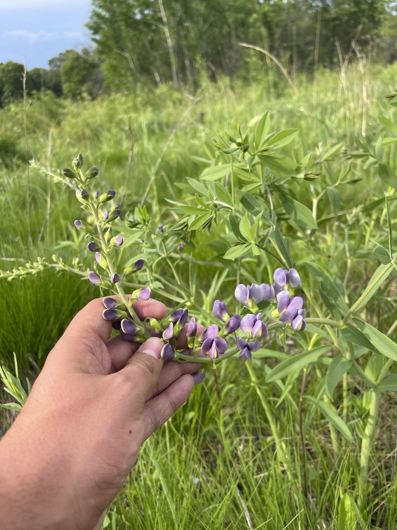 Baptisia australis var. australis photo 2