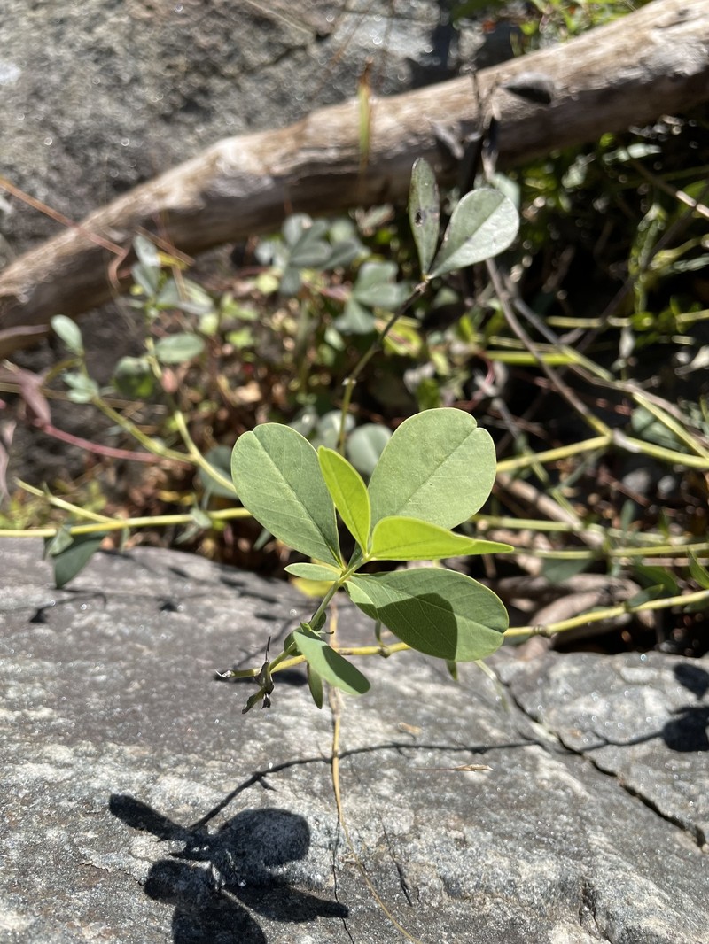 Baptisia australis var. australis photo 3