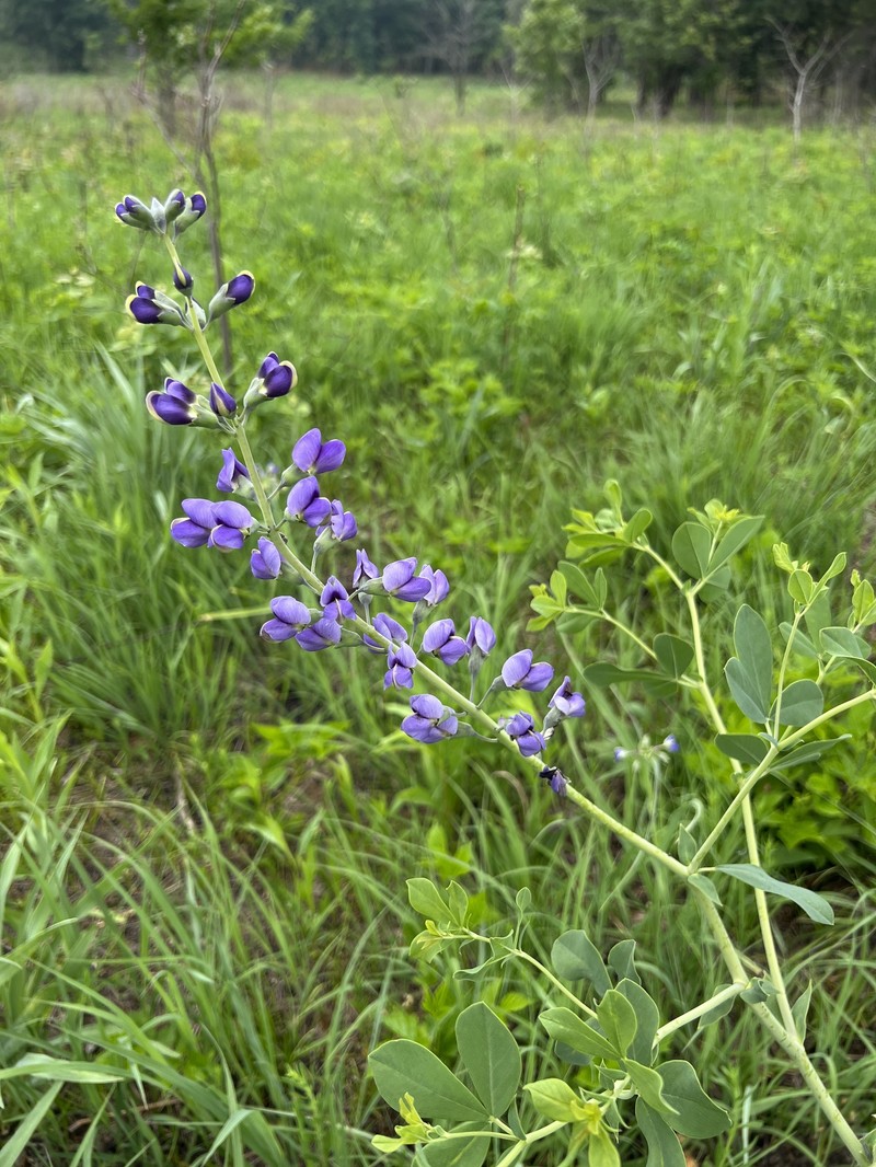 Baptisia australis var. australis photo 4