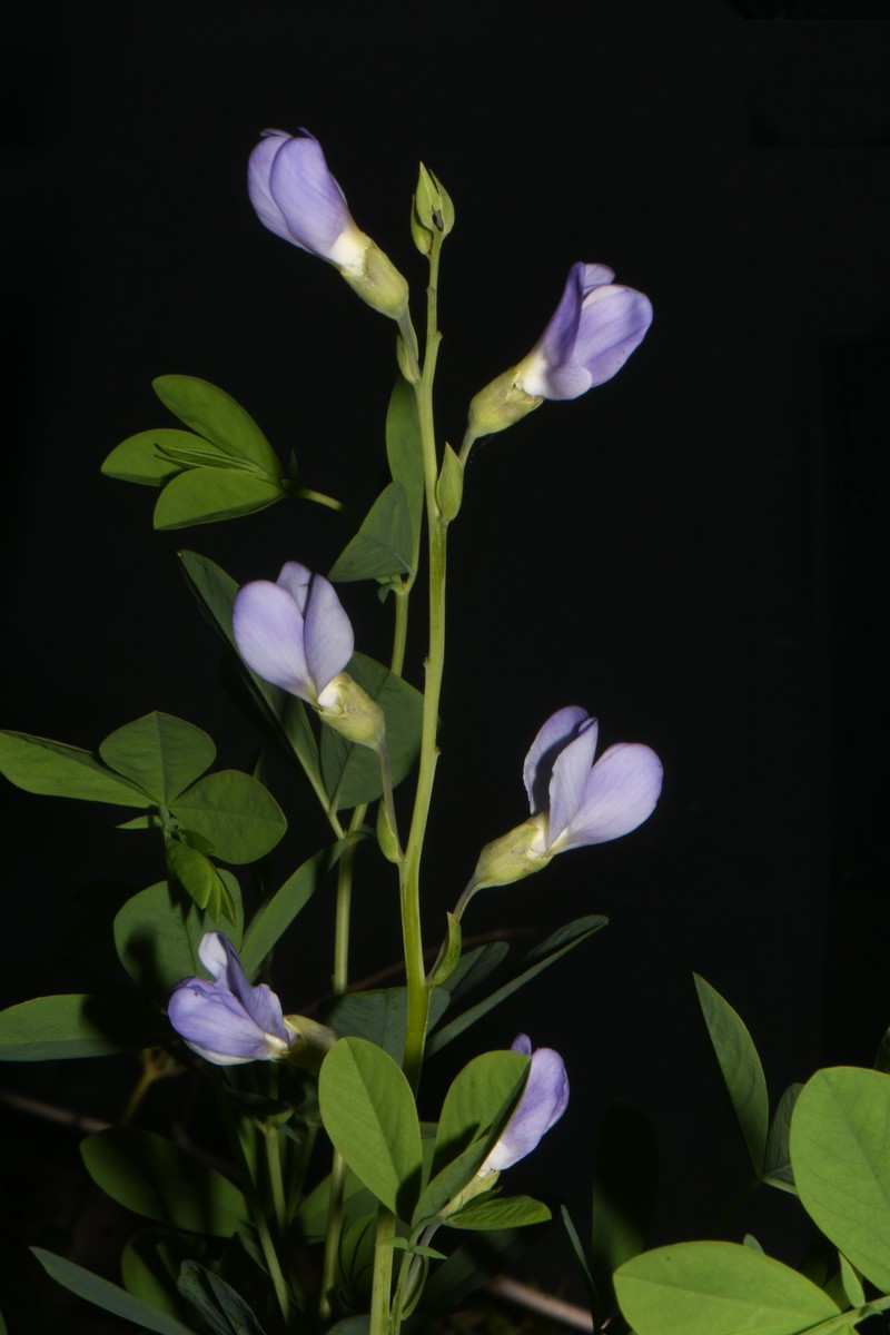 Baptisia australis var. australis photo 5