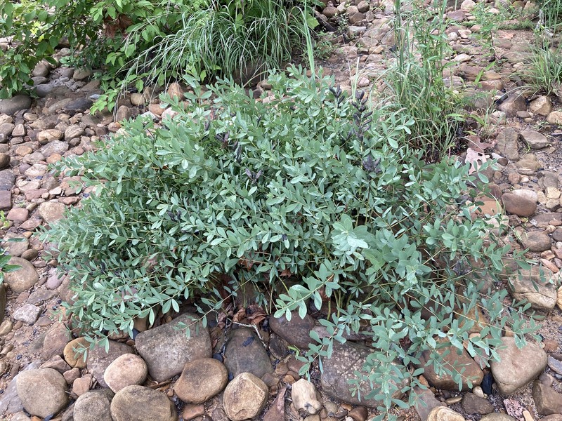 Baptisia australis var. australis photo 6