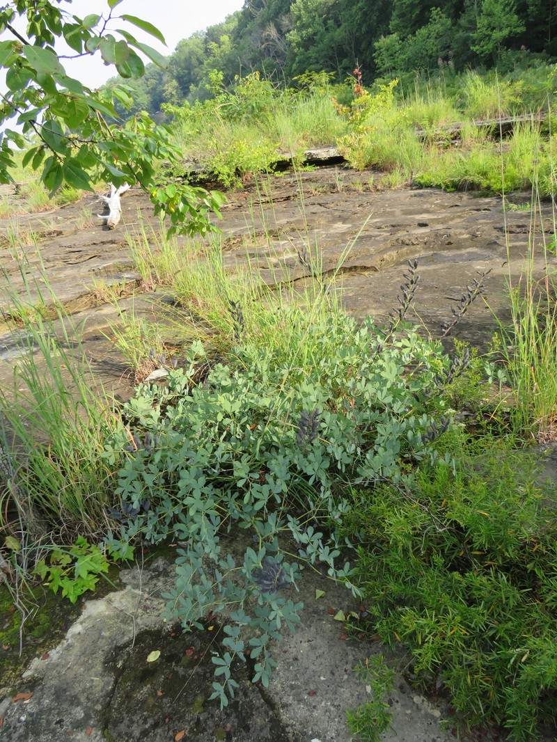 Baptisia australis var. australis photo 7
