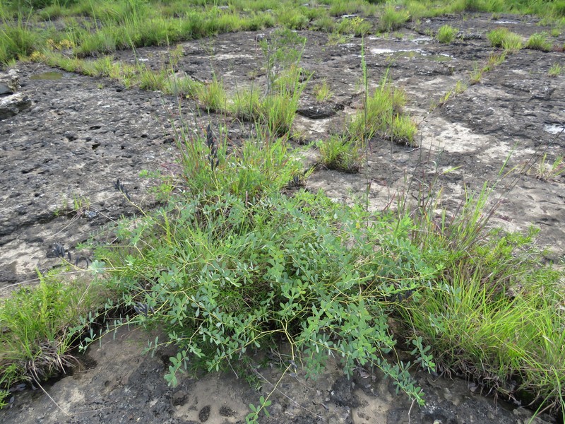 Baptisia australis var. australis photo 8