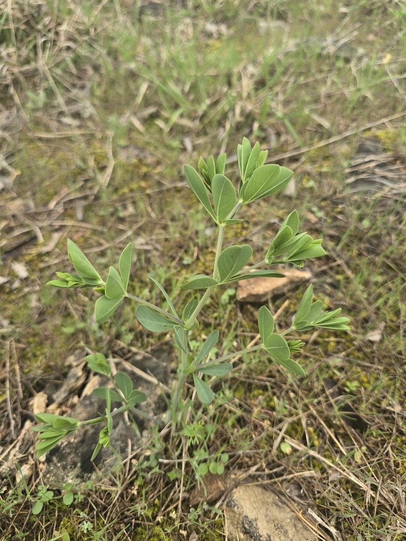 Baptisia australis var. minor