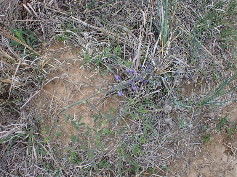 Baptisia australis var. minor photo 2
