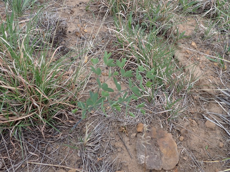 Baptisia australis var. minor photo 3
