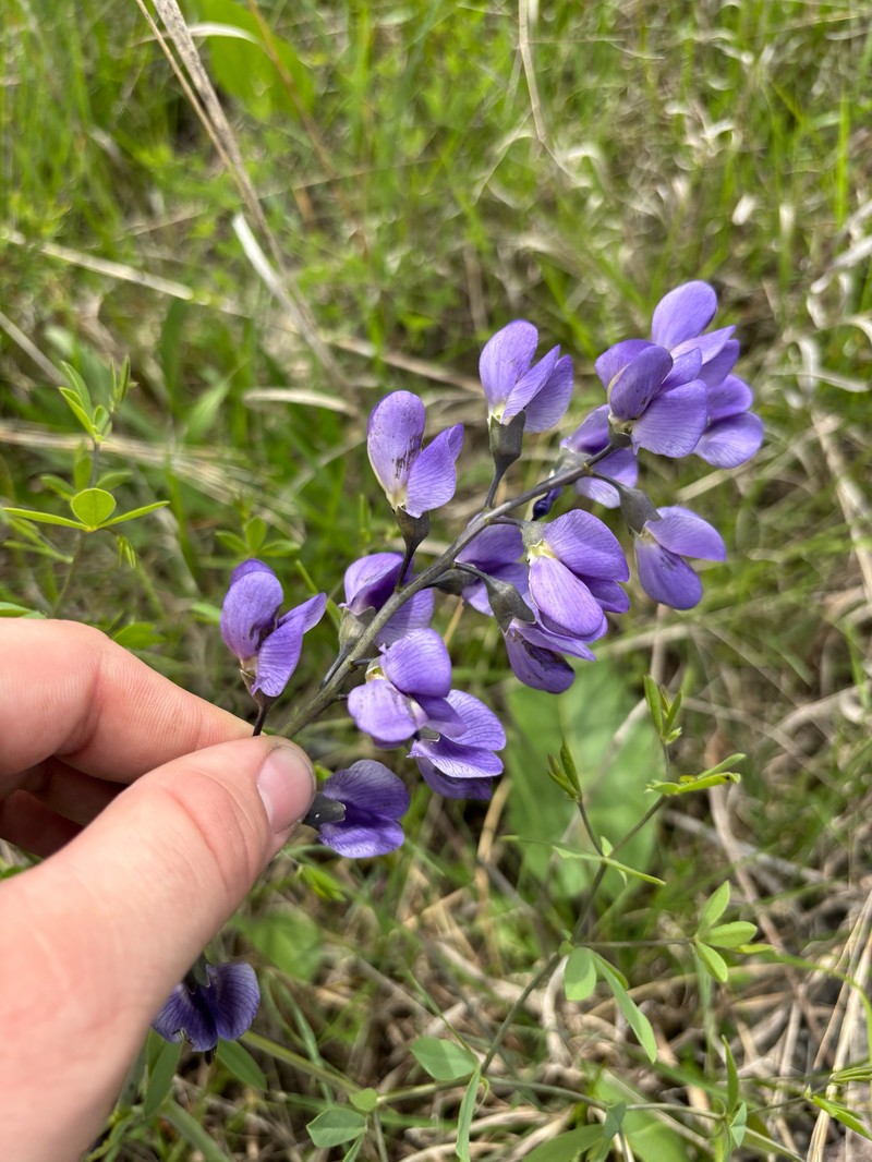 Baptisia australis var. minor photo 4