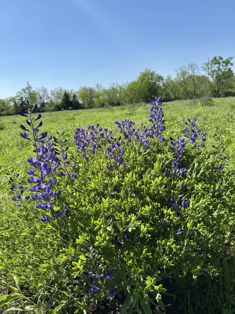 Baptisia australis var. minor photo 5