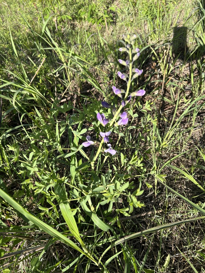 Baptisia australis var. minor photo 6