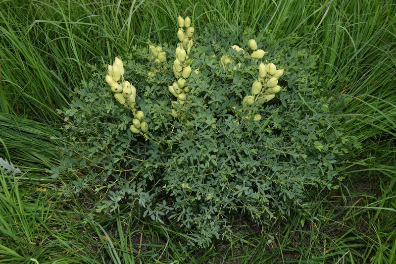 Baptisia australis var. minor photo 7