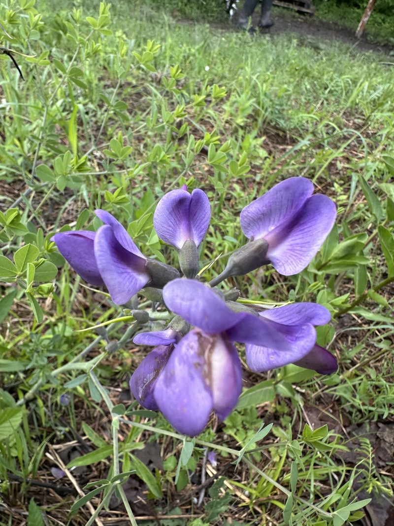Baptisia australis var. minor photo 8