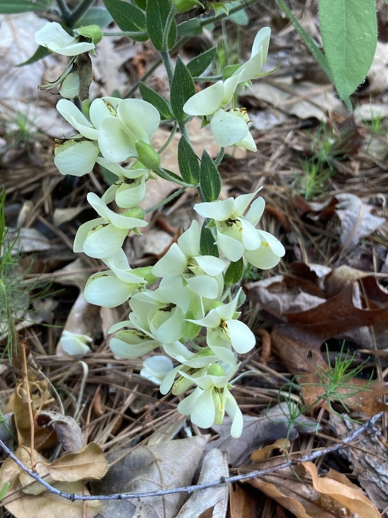 Longbract Wild Indigo photo 2