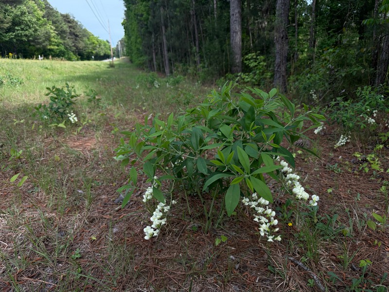 Longbract Wild Indigo photo 3