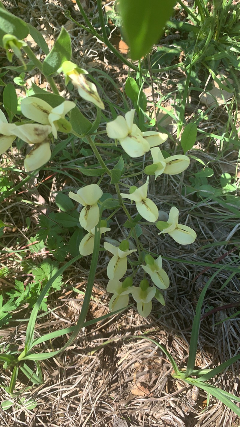 Longbract Wild Indigo photo 4