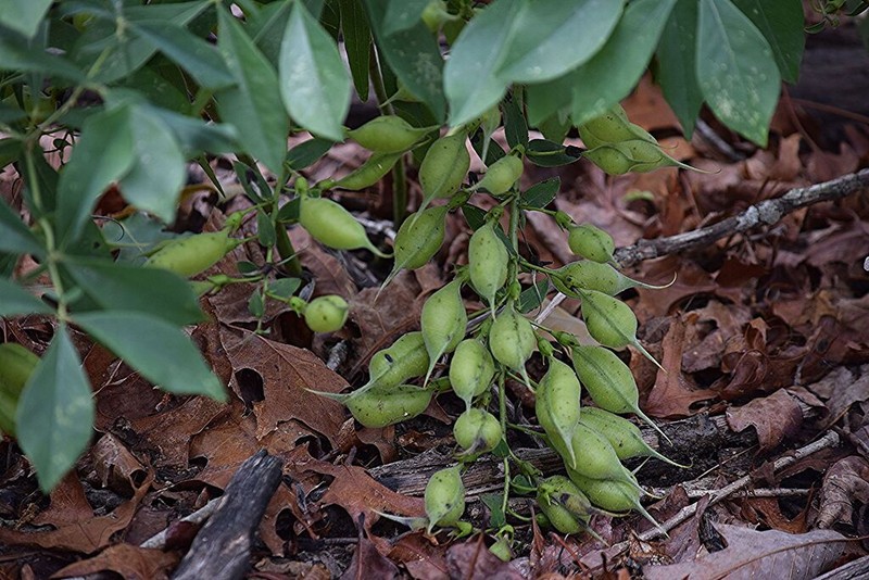 Longbract Wild Indigo photo 5
