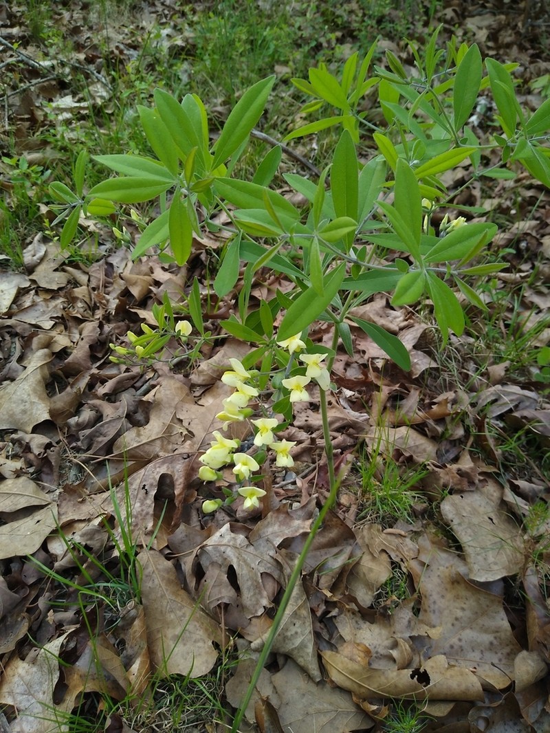 Longbract Wild Indigo photo 6