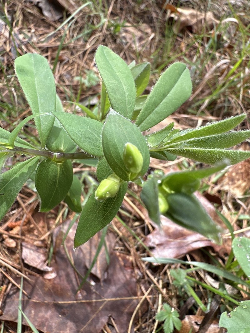 Longbract Wild Indigo photo 7