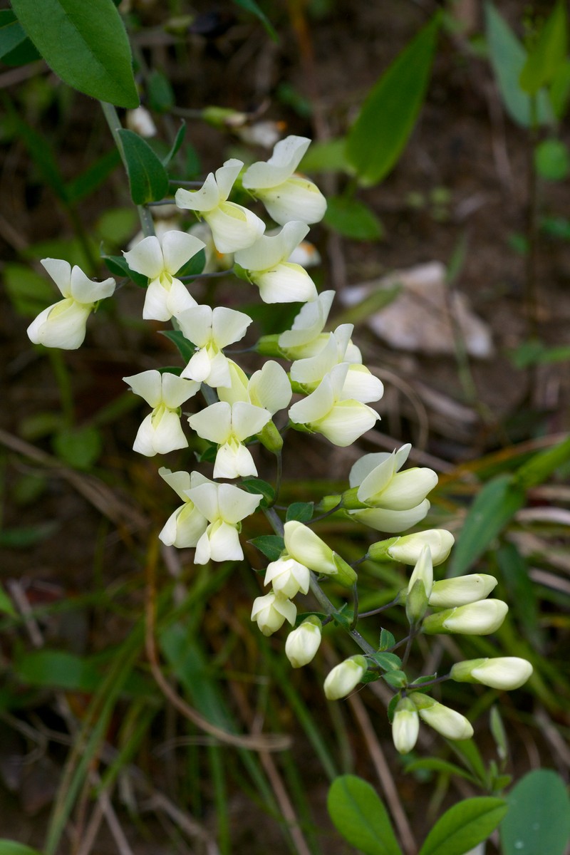 Longbract Wild Indigo