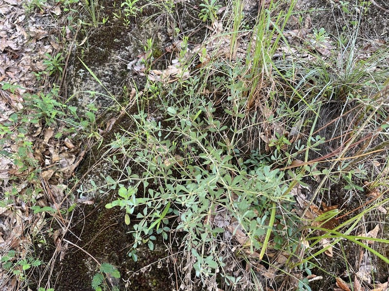 Florida Wild Indigo