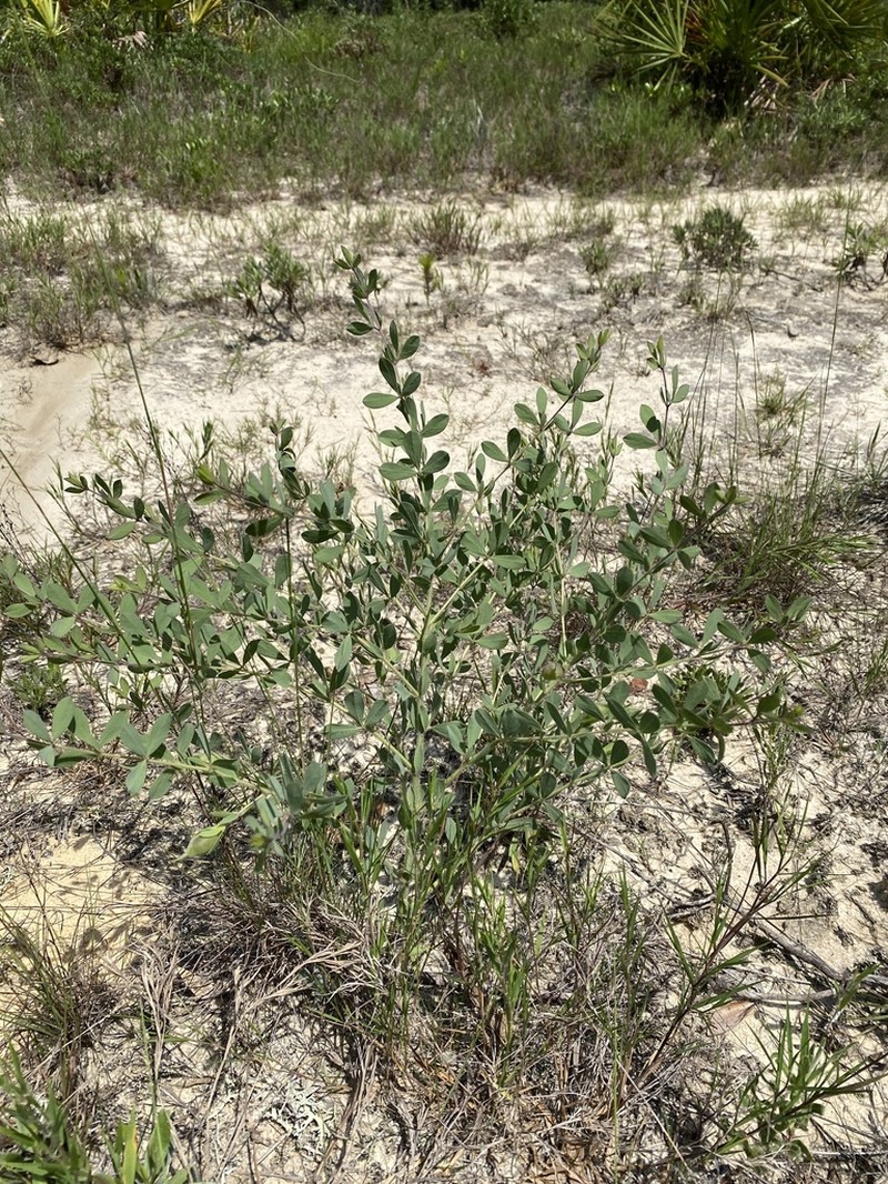 Florida Wild Indigo photo 2