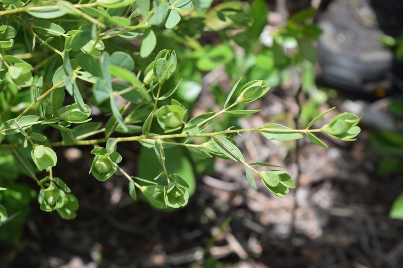 Florida Wild Indigo photo 3