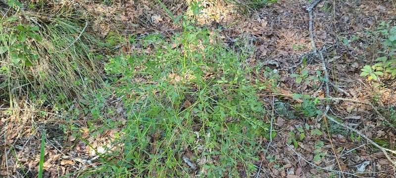 Florida Wild Indigo photo 4