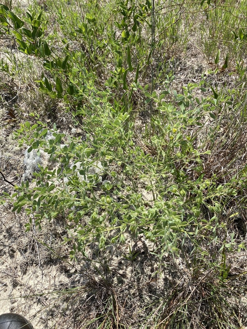 Florida Wild Indigo photo 5