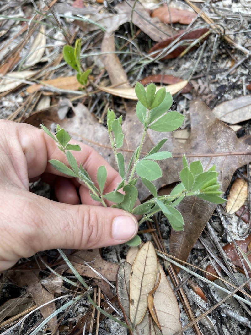Florida Wild Indigo photo 6