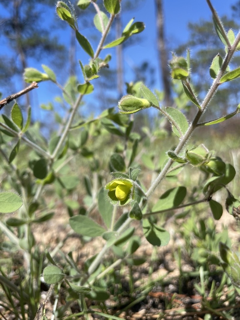 Florida Wild Indigo photo 7