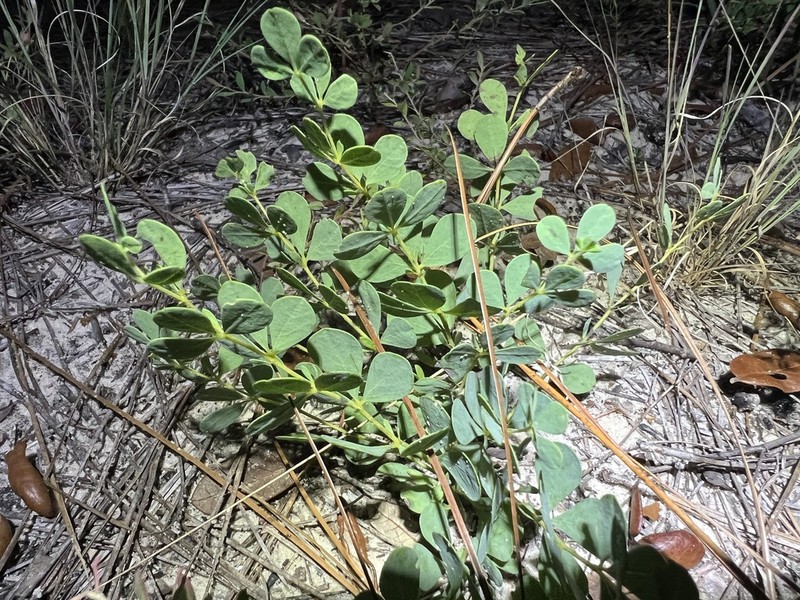 Florida Wild Indigo photo 8
