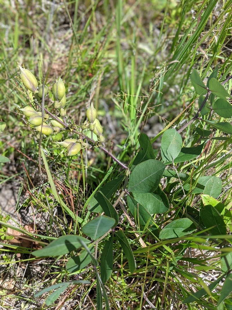 Grayhairy Wild Indigo