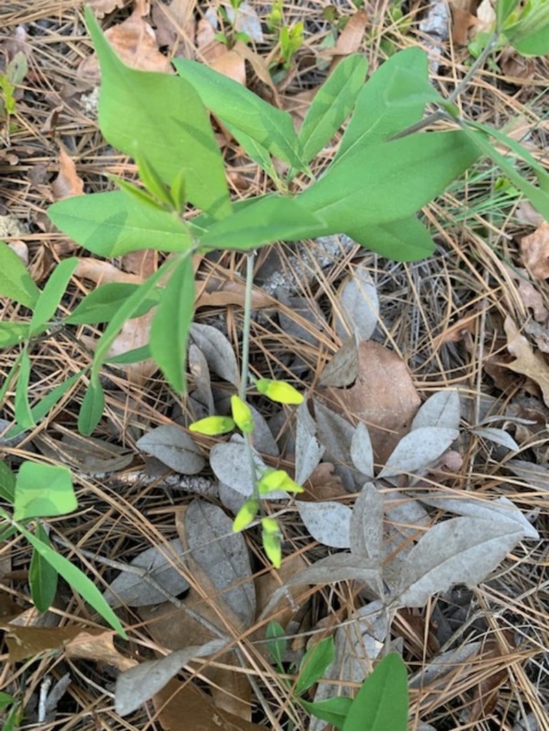 Grayhairy Wild Indigo photo 2