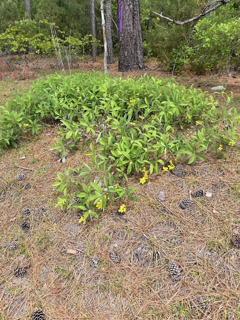 Grayhairy Wild Indigo photo 3